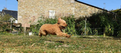 L'avis de Antoine O. sur les croquettes aux insectes pour chien de la marque Réglo