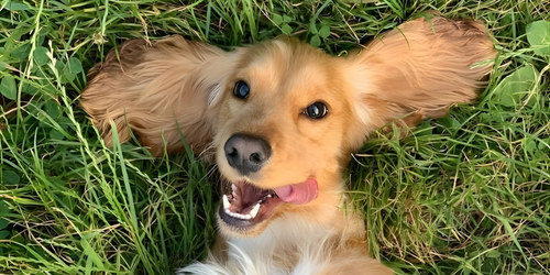 Changement d’heure : votre chien aussi peut être perturbé
