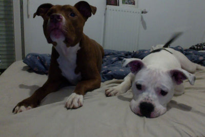 L'avis de Sarah G. sur les croquettes aux insectes pour chien de la marque Réglo