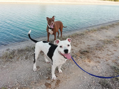 L'avis de Sarah G. sur les croquettes aux insectes pour chien de la marque Réglo