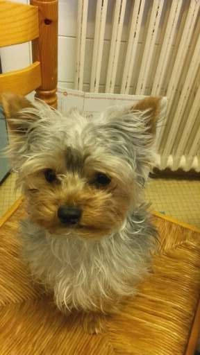 L'avis de Aurélie M. sur les croquettes aux insectes pour chien de la marque Réglo