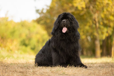 L'avis de sophie L. sur les croquettes aux insectes pour chien de la marque Réglo