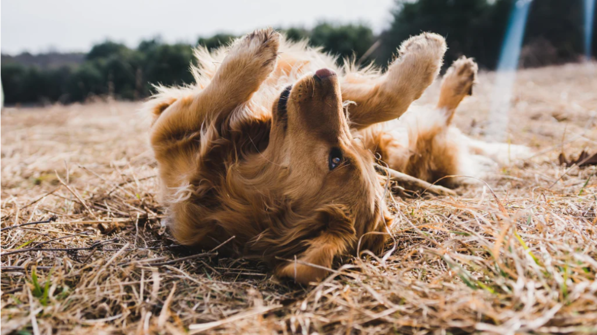 3 conseils pour tenter de soulager les allergies de votre chien Image