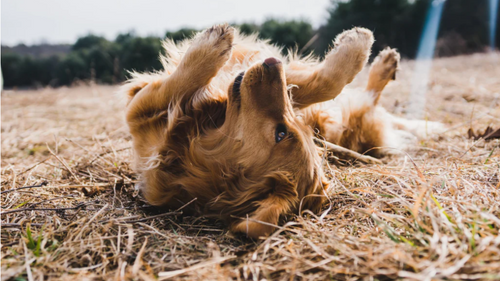 3 conseils pour tenter de soulager les allergies de votre chien