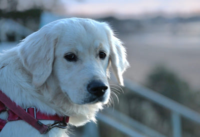 L'avis de Gregoire P. sur les croquettes aux insectes pour chiot de la marque Réglo