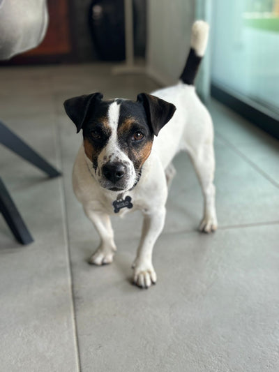 L'avis de sylvie b. sur les croquettes aux insectes pour chien de la marque Réglo