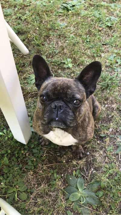 L'avis de Gaël B. sur les croquettes aux insectes pour chien de la marque Réglo