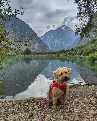 L'avis de sylvie n. sur les croquettes aux insectes pour chien de la marque Réglo
