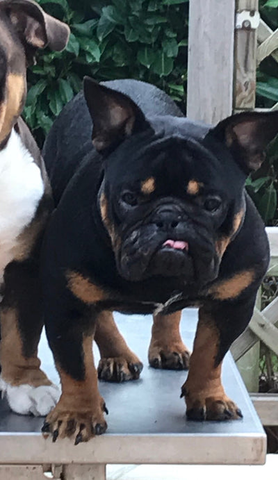 L'avis de dominique t. sur les croquettes aux insectes pour chien de la marque Réglo