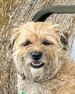 L'avis de Elise S. sur les croquettes aux insectes pour chien de la marque Réglo