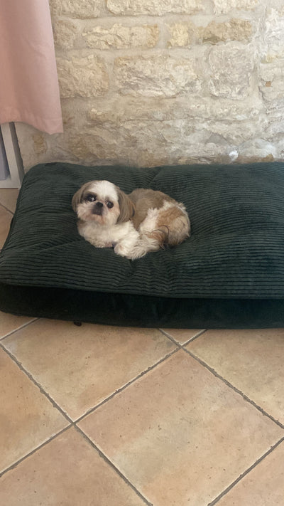 Avis sur Benjamin B. — croquettes chien
