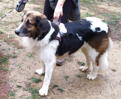 Avis sur Jean-Philippe P. — croquettes chien