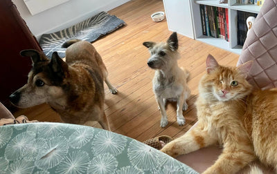 L'avis de Isabelle A. sur les croquettes aux insectes pour chien de la marque Réglo