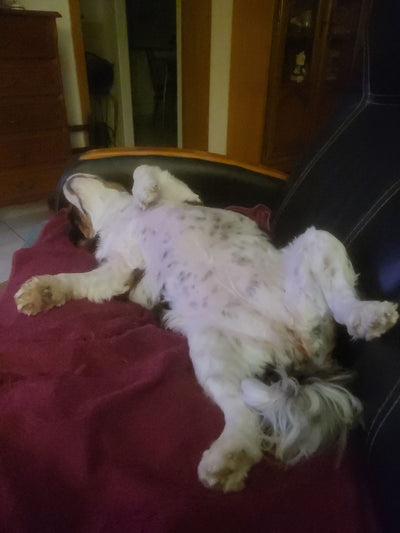 Avis sur martine L. — croquettes chien