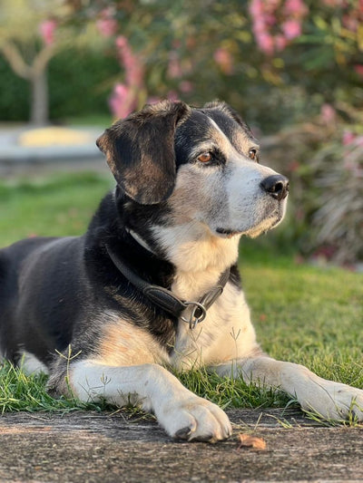 L'avis de Jean-françois D. sur les croquettes aux insectes pour chien de la marque Réglo