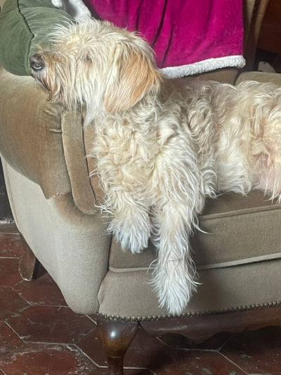 L'avis de Sofia L. sur les croquettes aux insectes pour chien de la marque Réglo