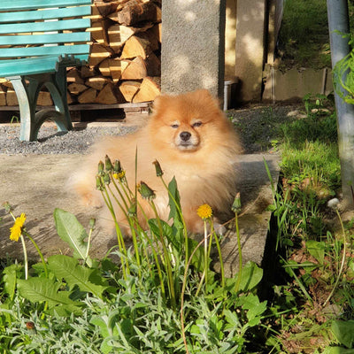 L'avis de Chantal S. sur les croquettes aux insectes pour chien de la marque Réglo
