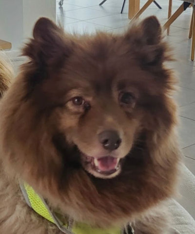 Avis sur Murielle B. — croquettes chien