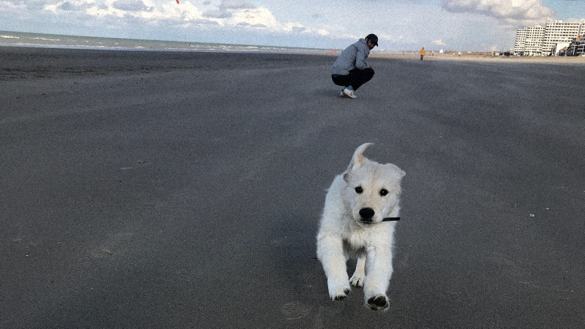Accueillir son chiot Image