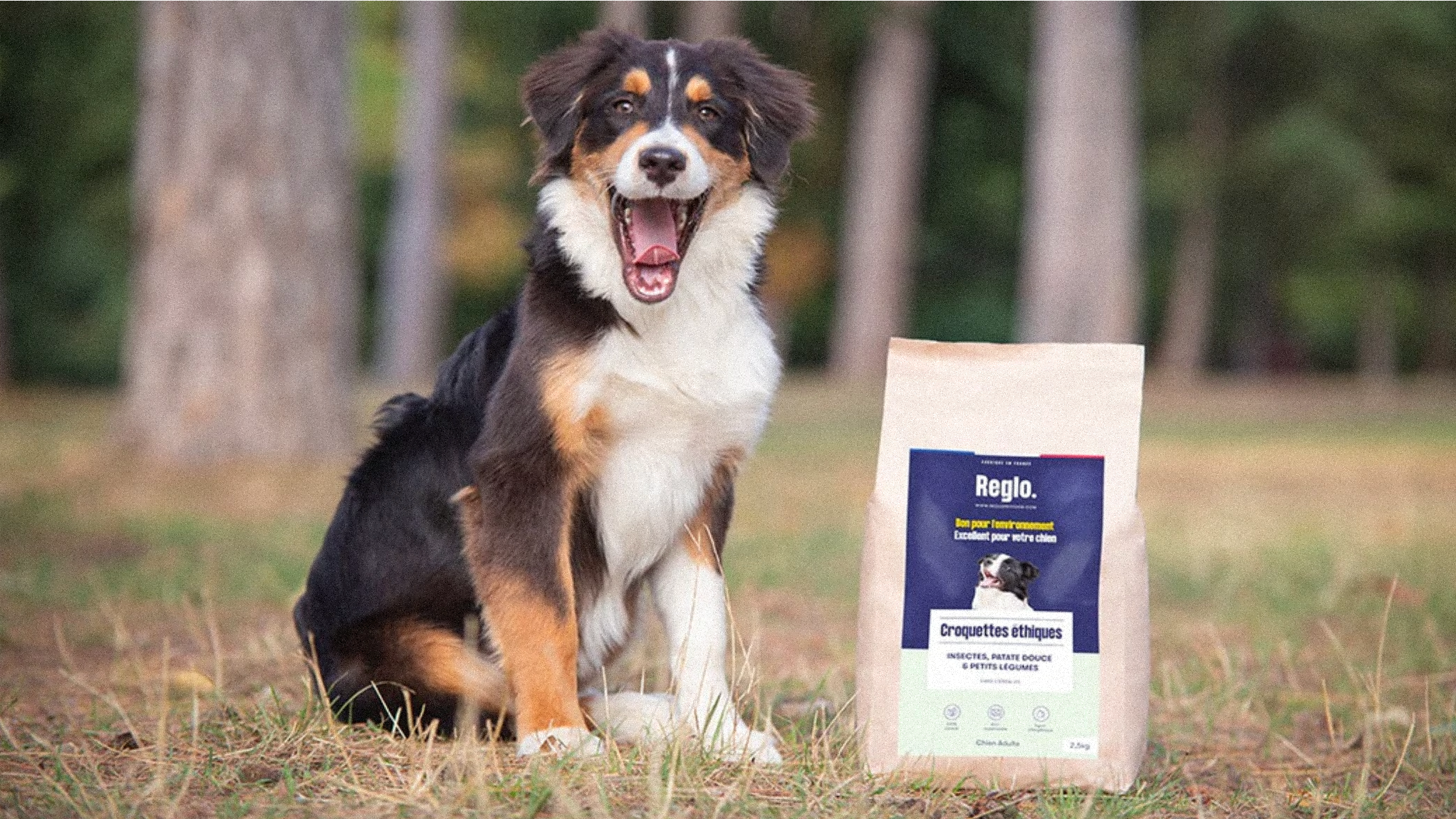 Les bienfaits des croquettes aux insectes pour chien Image
