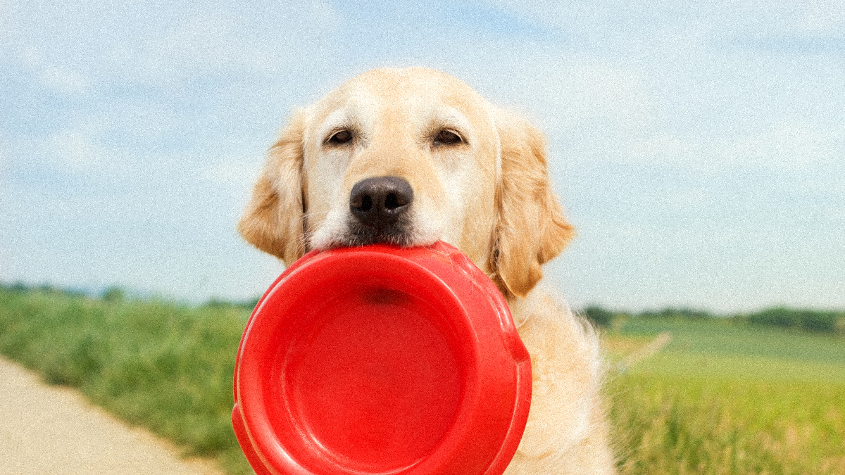 Aliments toxiques interdits aux chiens et aux chiots  Image