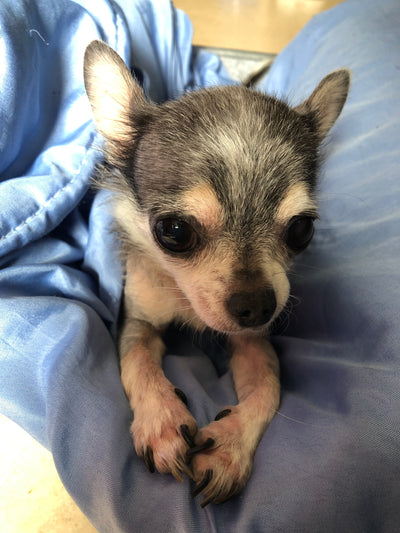 L'avis de Marie-Claude G. sur les croquettes aux insectes pour chiot de la marque Réglo