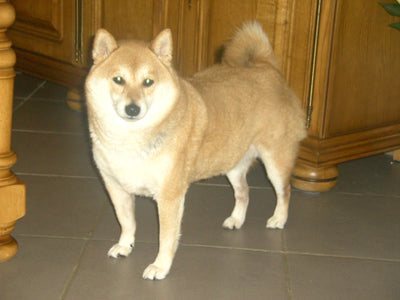 L'avis de andre B. sur les croquettes aux insectes pour chien de la marque Réglo