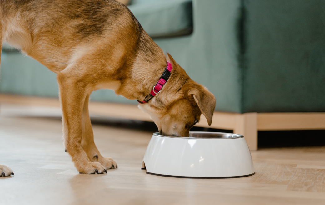 Le régime d’éviction : comment trouver l’ingrédient responsable de l’allergie alimentaire de mon chien ? Image