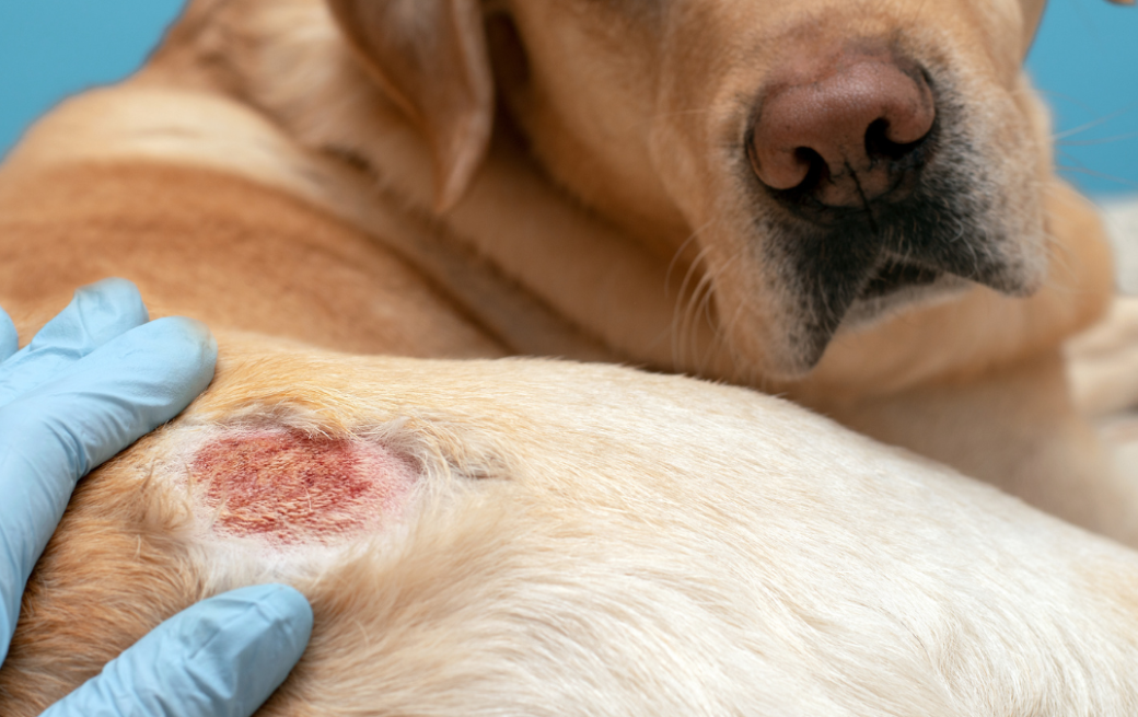 Dermatite à levures chez les chiens :  causes, symptômes et traitements