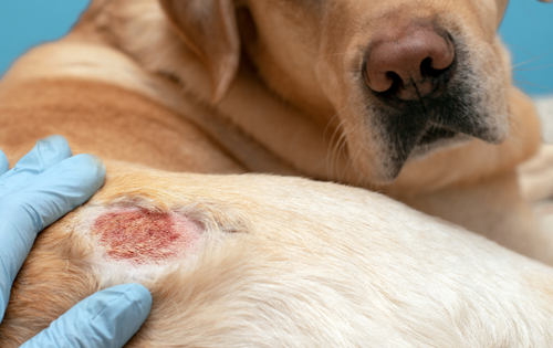Dermatite à levures chez les chiens :  causes, symptômes et traitements