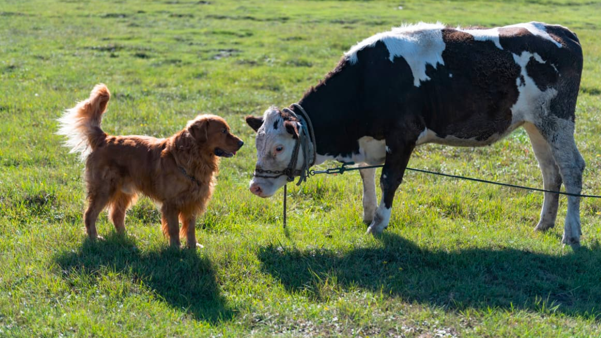 3 raisons de ne pas donner de croquettes à la viande à votre chien Image