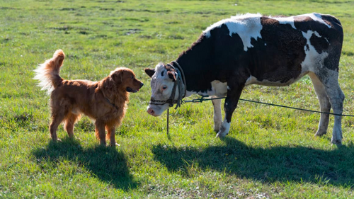 3 raisons de ne pas donner de croquettes à la viande à votre chien