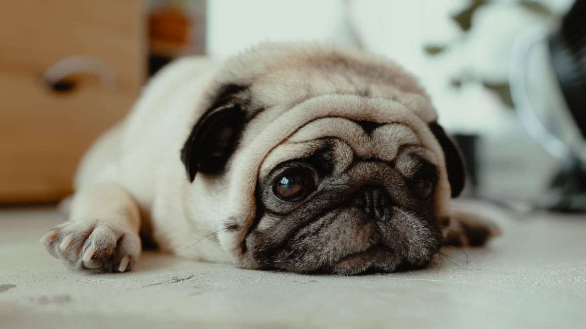 3 signes que votre chien souffre d’allergies alimentaires Image