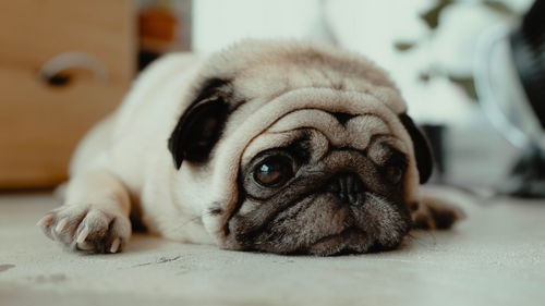 3 signes que votre chien souffre d’allergies alimentaires