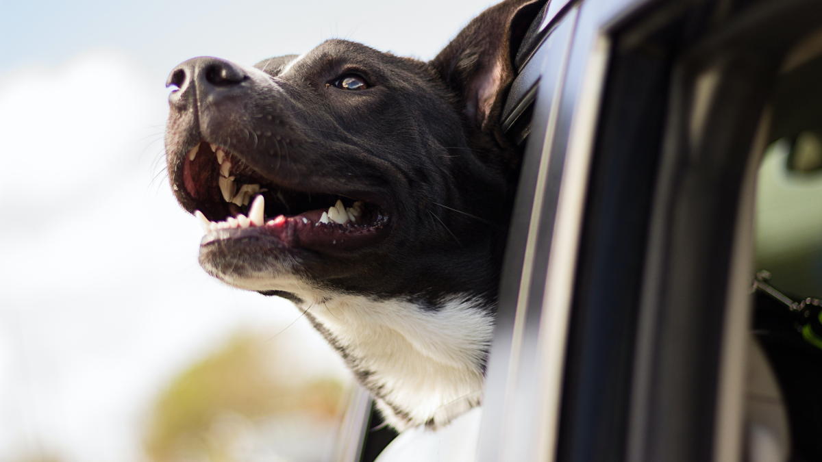 Les chiens sont-ils des carnivores ? Image