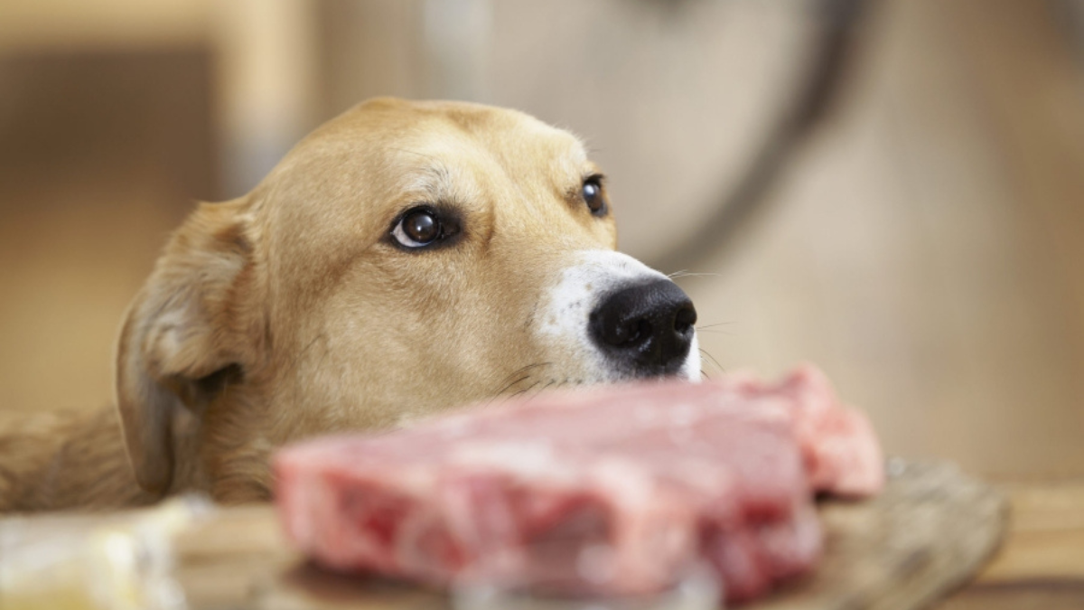 La vérité sur la viande dans les croquettes Image