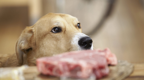 La vérité sur la viande dans les croquettes