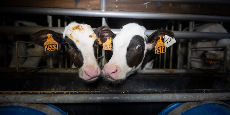 Remplacer la viande dans les croquettes Image