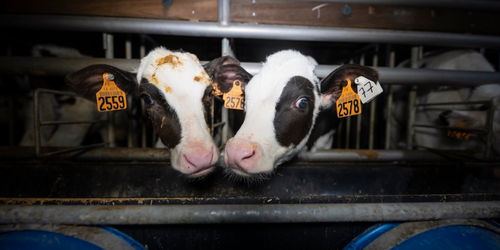 Remplacer la viande dans les croquettes