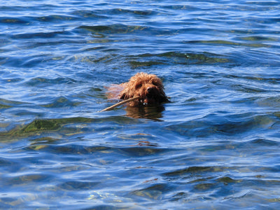 L'avis de Pascale F. sur les croquettes aux insectes pour chien de la marque Réglo