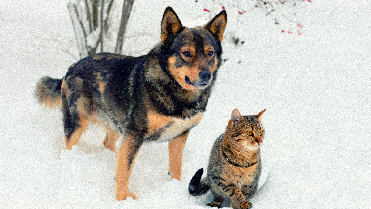 Cadeaux Noel : Jouet pour Chien et Chat Responsable Image
