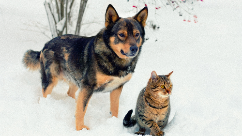 Cadeaux Noel : Jouet pour Chien et Chat Responsable