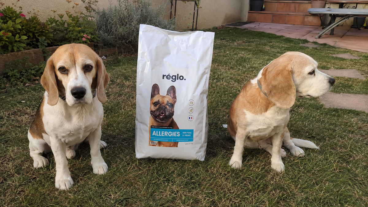 Comment préparer son chien au changement de saison ?