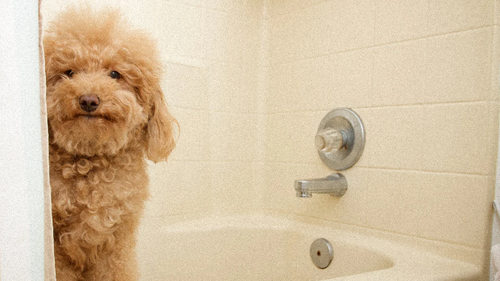 Chien réglo avant d'être lavé avec un shampoing chien naturel