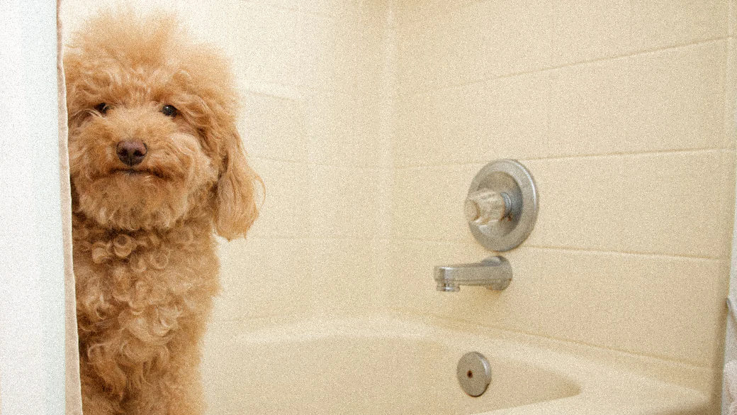 Chien réglo avant d'être lavé avec un shampoing chien naturel Image