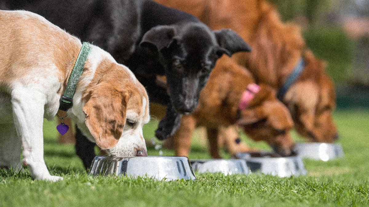 Comment choisir une alimentation de qualité pour votre chien ?  Image