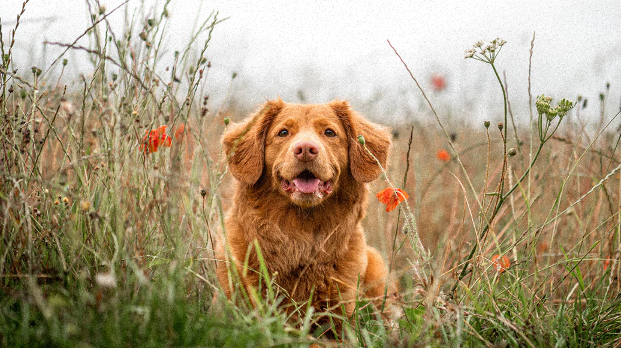 Conseil Santé : Antiparasite pour Chien Naturel Image