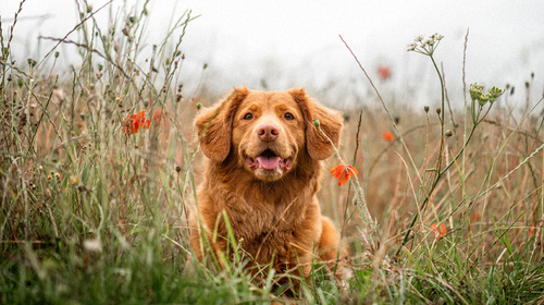 Conseil Santé : Antiparasite pour Chien Naturel