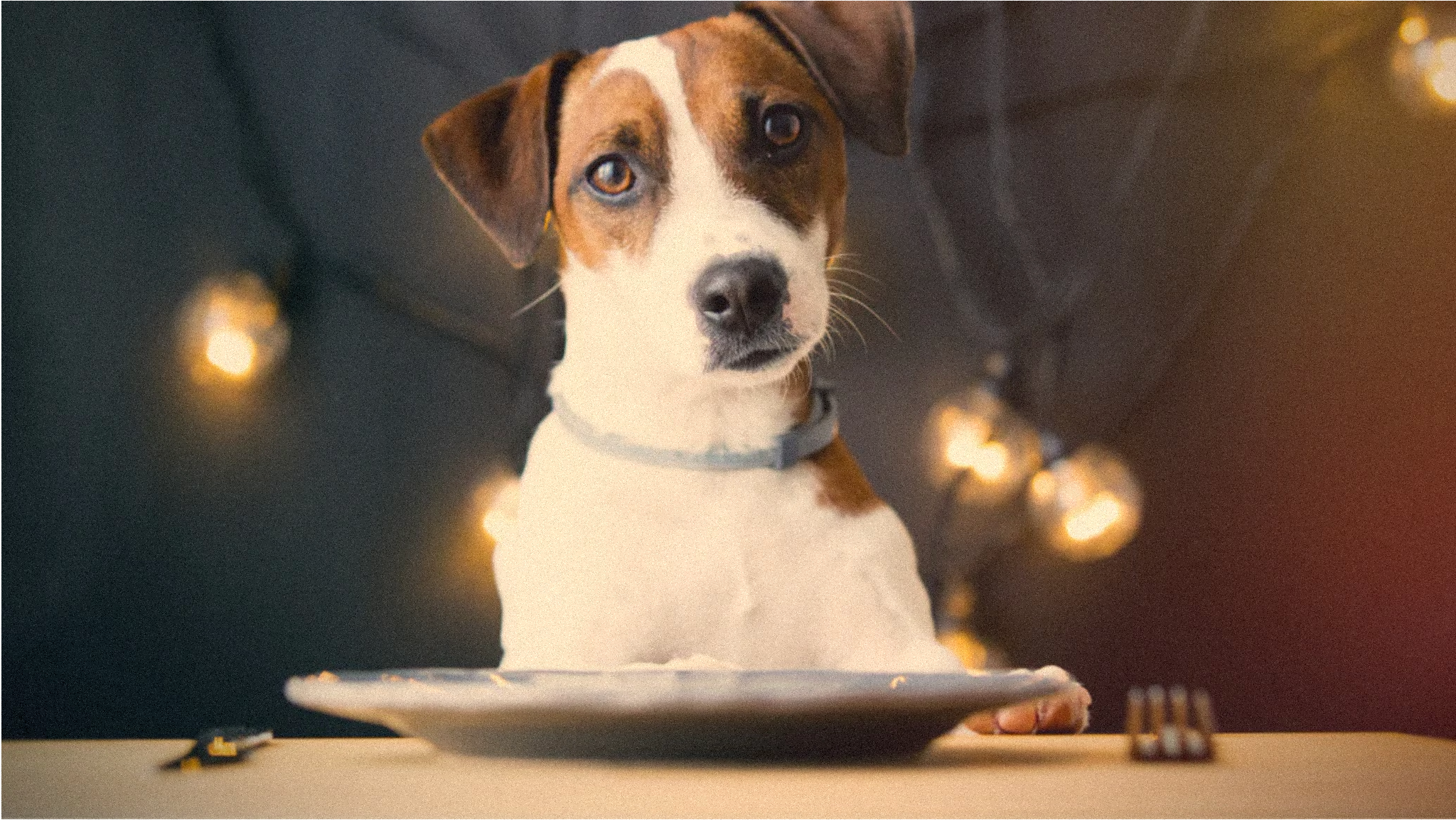 Croquettes aux insectes : alimentation saine pour chien & chat Image