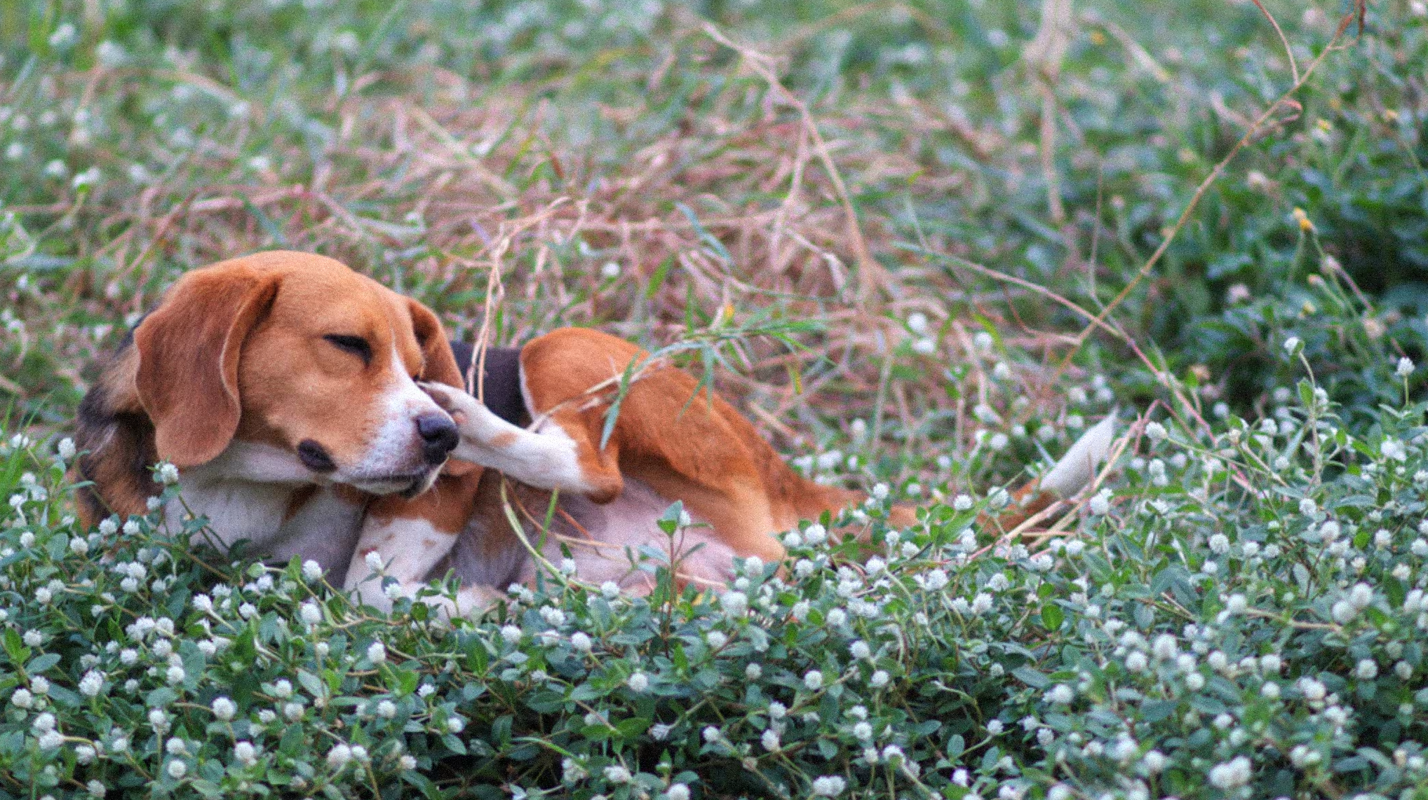 Croquettes hypoallergéniques : soigner les allergies du chien Image